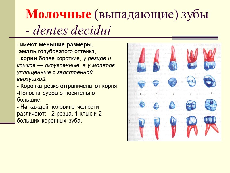 Молочные (выпадающие) зубы - dentes decidui - имеют меньшие размеры,  эмаль голубоватого оттенка,